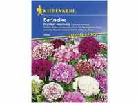 Kiepenkerl Bartnelke Duplika® Dianthus barbatus, Inhalt: ca. 50 Pflanzen