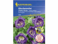 Kiepenkerl Glockenrebe Violett Cobaea scandens, Inhalt: ca. 10 Pflanzen