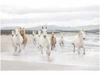 Komar Fototapete White Horses 368 x 254 cm