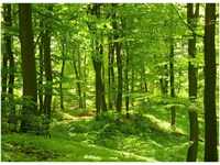 papermoon Vlies- Fototapete Digitaldruck 350 x 260 cm Forest in Spring