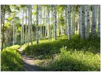 papermoon Vlies- Fototapete Digitaldruck 350 x 260 cm Birch Hiking Trail