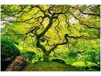 papermoon Vlies-Fototapete Digitaldruck 350 x 260 cm Japanese Maple Tree