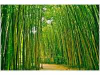 papermoon Vlies-Fototapete Digitaldruck 350 x 260 cm Bamboo Forest