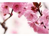 papermoon Vlies- Fototapete Digitaldruck 50 x 260 cm Peach Blossom