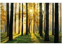 papermoon Vlies- Fototapete Digitaldruck 350 x 260 cm Digitaldruck Sunny Forest