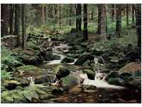 papermoon Vlies- Fototapete Digitaldruck 350 x 260 cm Nature