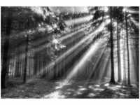 papermoon Vlies- Fototapete Digitaldruck 350 x 260 cm Wood Glade