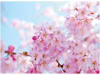 papermoon Vlies- Fototapete Digitaldruck 350 x 260 cm Cherry Blossom
