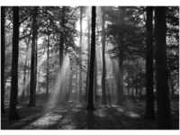 papermoon Vlies- Fototapete Digitaldruck 350 x 260 cm Forrest morning in black &