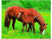 papermoon Vlies- Fototapete Digitaldruck 250 x 180 cm Horses