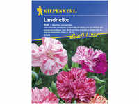 Kiepenkerl Landnelke Ikat Dianthus caryophyllus, Inhalt: ca. 100 Pflanzen