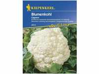 Kiepenkerl Blumenkohl Clapton Brassica oleracea var. botrytis, Inhalt: ca. 12