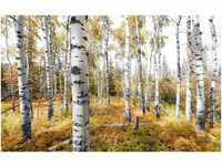 Komar Vlies Fototapete Colorful Aspenwoods 450 x 280 cm