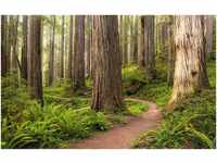 Komar Vlies Fototapete Redwood Trail 450 x 280 cm