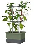 Gusta Garden Charly Chili Drinnen/Drau&szlig;en Topfpflanzer Freistehend Polypropylen