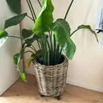 Pflanzkorb Sylter Korb Rattan 44x45cm 33 Liter Rund Natur Drypot Garten Terrasse