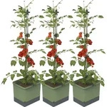 Gusta Garden TOM TOMATO 3er-Set dunkelgr&uuml;n