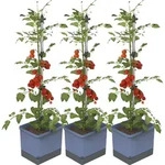 Gusta Garden TOM TOMATO 3er-Set blau