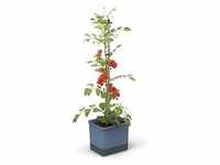 Gusta Garden Tom Tomato Draußen Topfpflanzer Freistehend Polypropylen (PP),