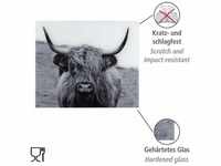 WENKO Glasrückwand Highland Cattle Spritzschutz 53997800