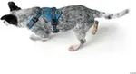 HUNTER Geschirr Maldon M, blau/grau