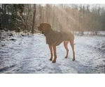 HUNTER Hundemantel Nordby Dachshund 36, oliv