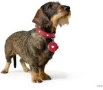 HUNTER Anh&auml;nger Hundemarken-Etui Love S (&Oslash; = 4,3 cm), rot