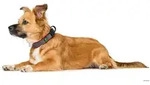 HUNTER Halsung Maldon M, rot/grau