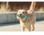 TRIXIE Super Strong Stick, 22,2 cm