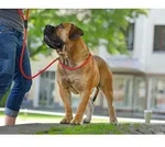 DOG SPORT 39106, DOG SPORT HUNTER Retriever-Leine Freestyle 10/170, rot