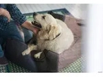 DOG SPORT 61433, DOG SPORT HUNTER Hundesofa Boston