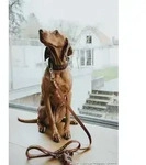 DOG SPORT 68561, DOG SPORT HUNTER Halsband El Paso M-L (60), dunkelbraun/schwarz