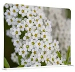 Raumteiler 200x150cm Wei&szlig;e Blume Spirea