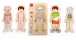 Small foot 5842 - Schichtenpuzzle, Anatomie Junge