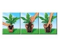 COMPO SANA Grünpflanzen- und Palmenerde, 10 Liter