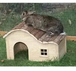 Haus Nagetier Natur