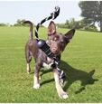 Dog Toy Extreme Dental W/Rope Medium