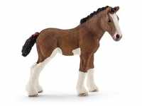 Clydesdale Horse foal
