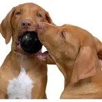 Dog Toy Ball Extreme Small 6cm