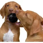 Dog Toy Extreme Ball Medium/Large 7.5cm
