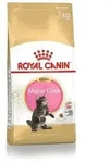 Maine Coon Kitten 2kg