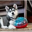 Dog Toy Rewards Shell S