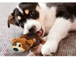 Dog Toy Shells Bear 14cm