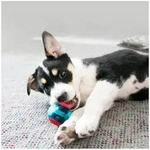 Dog Toy Squeezz Action Ball Red Small (3-Pack)