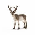 Schleich 14837, Schleich Reindeer