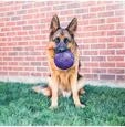 Dog Toy Flexball 15cm