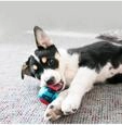 Dog Toy Squeezz Action Ball Red Medium (3-Pack)