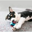 Dog Toy Squeezz Action Ball Red Large (2-Pack)
