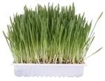 Katzengras mit Schale 100g