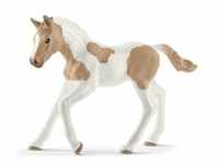 Paint horse foal